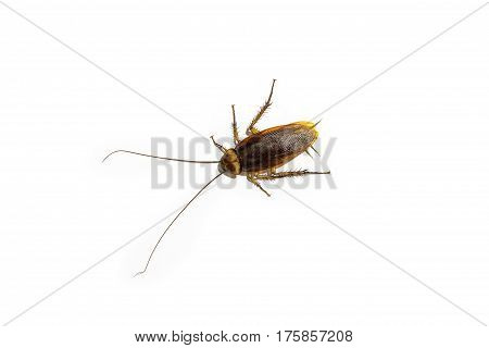 Cockroach isolated on white background. Cockroach body
