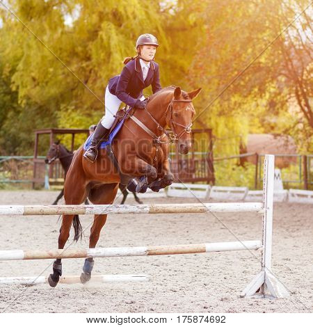 Young horseback sportswoman jumping over obstacles on show jumping competition