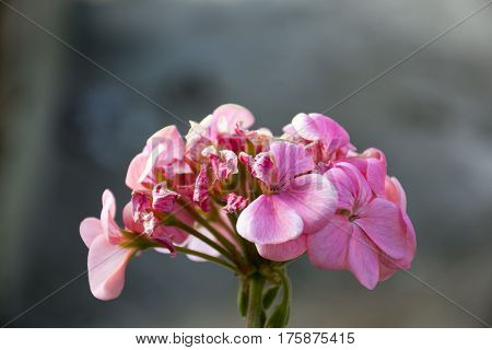 The Pink Beautiful Mountain Flower Hilltop Flower