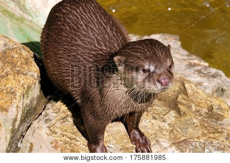 Water dwelling nutrias