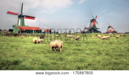 Authentic Dutch Landscape