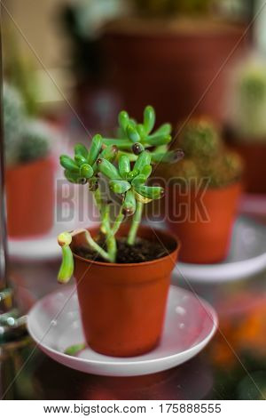 Succulent Pachyphytum - indoor flower in a pot. Fleshy leaves.
