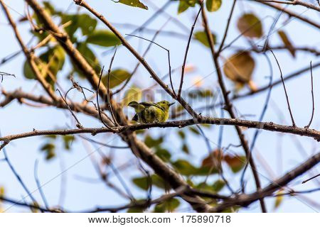 Bird (common Iora) On A Tree