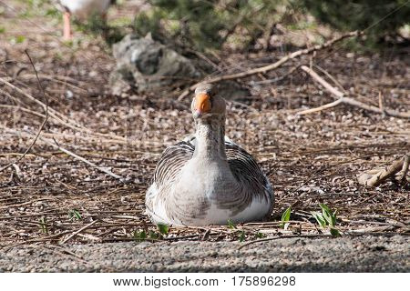 Grey Goose Standing in Backyard Naturally. Greylag goose in the meadow.