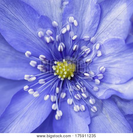 Stunning Close Up Of Lavender Blue Flower In Bloom In Spring With Water Casuing Distortion