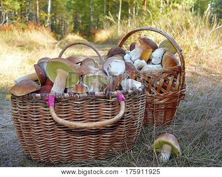mushroom basket grass forest collection grove summer