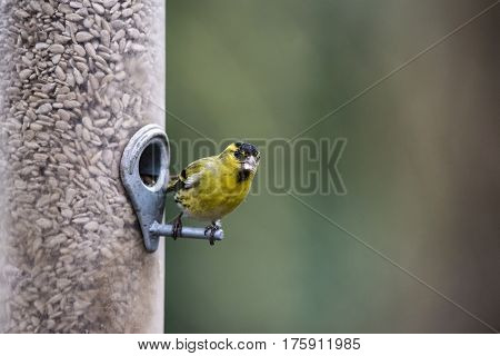 Beautiful Eurasian Siskin Spinus Spinus On Garden Bird Feeder
