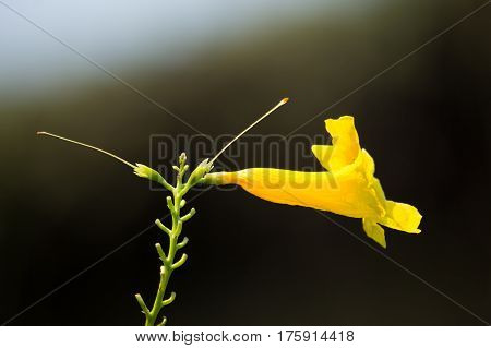 Close Up Of Yellow Flower, Yellow Elder