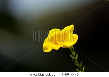 Close Up Of Yellow Flower, Yellow Elder