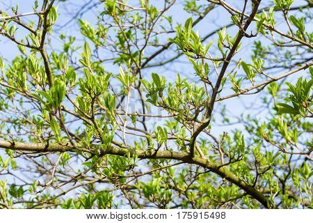 Japanese snowball in spring. Green leaves in spring