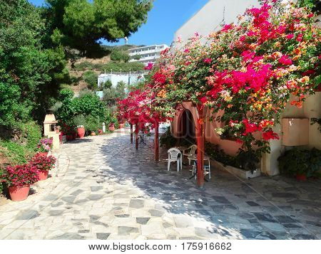 traditional terrace with flowering bushes architecture detail in Greece
