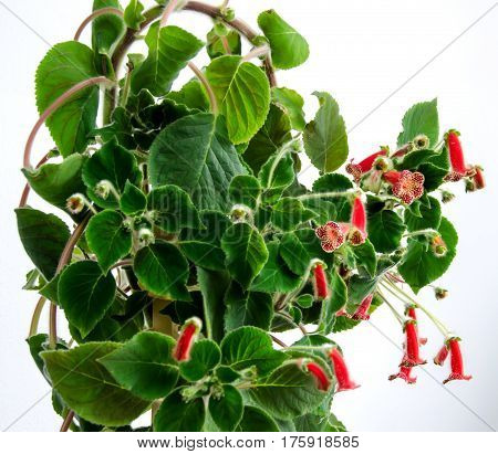 Red Yellow Kohleria Flowers, Green Plant, Close Up