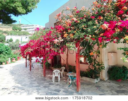 traditional terrace with flowering bushes architecture detail in Greece
