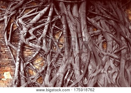 tree root on red brick wall in historical building