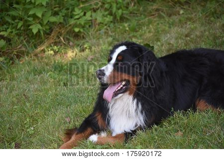 Loveable Bernese mountain dog resting in a yard.