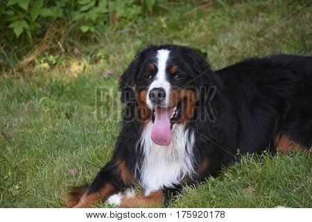 Berner sennehund looking very content resting in grass.