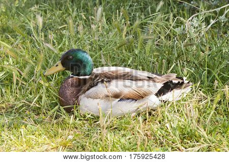 Mallard wild duck (Anas platyrhynchos) on the ground.