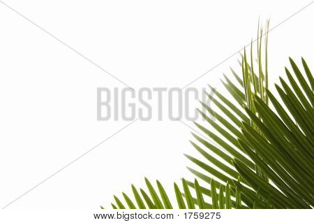 Palm Leaves