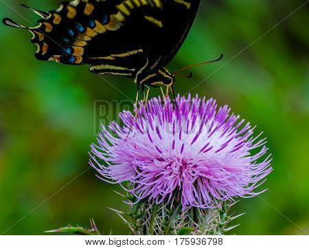 A close up of a spicebush swallowtail butterfly as it sucks nectar through its proboscis on a purple thistle flower