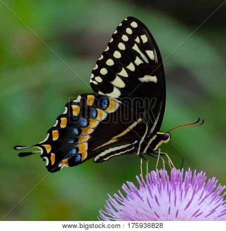 A spicebush swallowtail butterfly with its proboscis inserted in a purple thistle flower