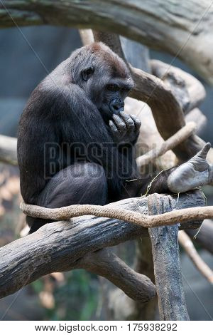 Big black western lowland gorilla as an herbivorous ape sits on the tree in zoo on hot summer day.