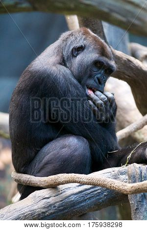 Big black western lowland gorilla as an herbivorous ape sits on the tree in zoo on hot summer day.