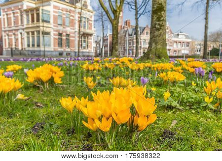 Yellow crocusses in a park in Groningen The Netherlands