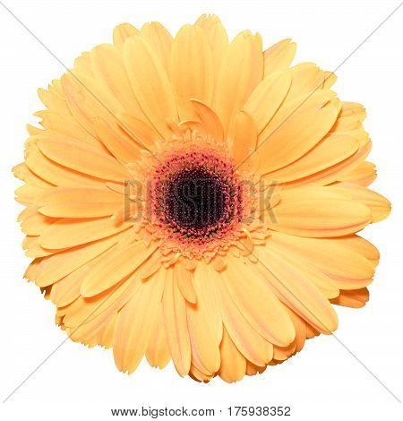 One orange transvaal daisy flower isolated in white background