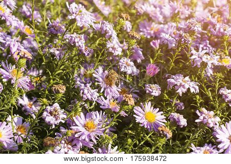 pink flowers bee and sunlight. Autumn and spring