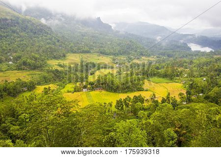 green and yellow mountain field in sri lanka.