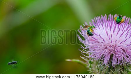 Two green bees on and another flying toward a purple thistle flower in a Florida forest.
