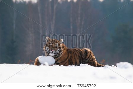 Young siberian tiger fool around with piece of iced snow Panthera tigris altaica