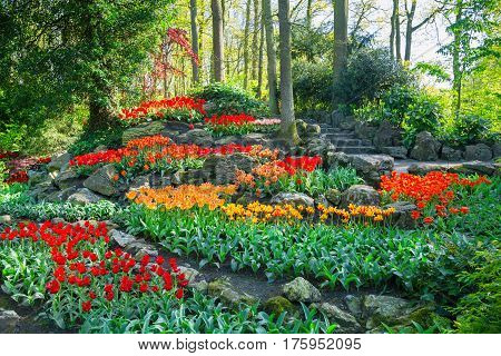 Keukenhof park, Netherlands. Flower bed of colourful tulips in spring. Colorful tulips in the Keukenhof park, Netherlands. Fresh blooming tulips in the spring garden. Blooming flowers in Keukenhof.