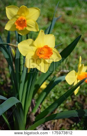 bicolored trumpet daffodils in full sun in the garden