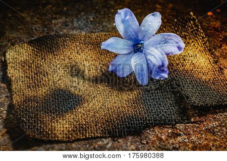 Still Life Jacinth