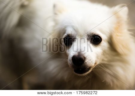 intently looking white female hairy little toe