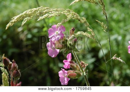 Fiore selvaggio nel campo