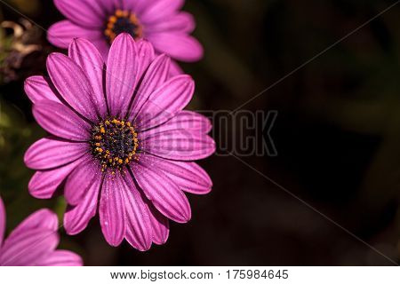 Macro Of African Daisy Osteospermum Ecklonis