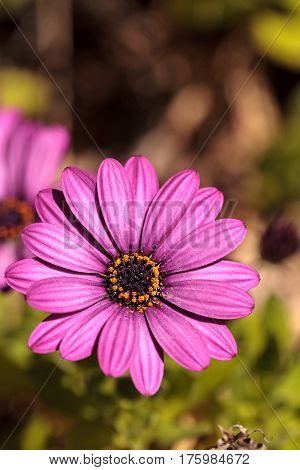 Macro Of African Daisy Osteospermum Ecklonis