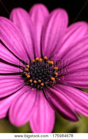Macro Of African Daisy Osteospermum Ecklonis