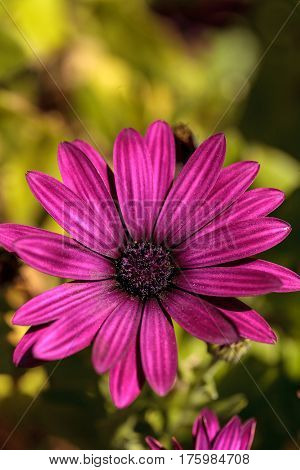 Macro Of African Daisy Osteospermum Ecklonis