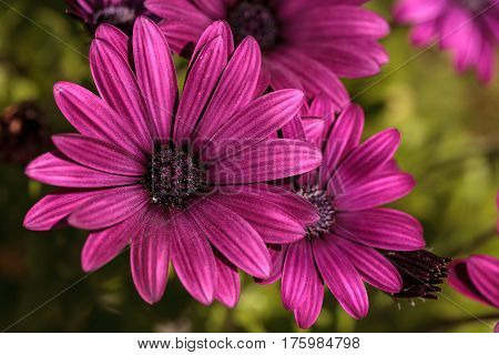 Macro Of African Daisy Osteospermum Ecklonis