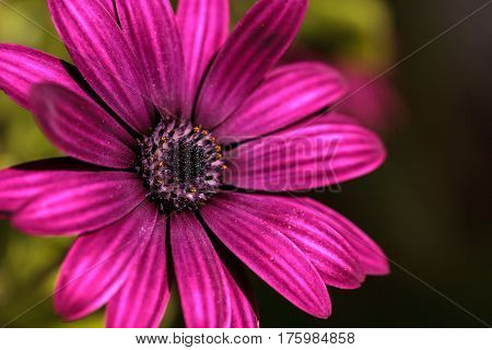 Macro Of African Daisy Osteospermum Ecklonis