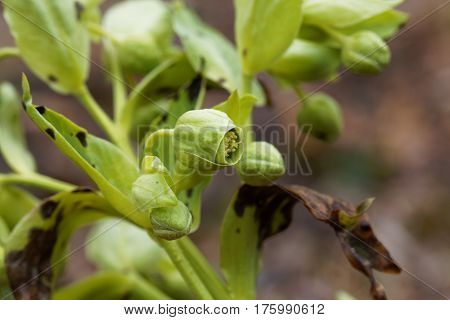 Blossoms of a stinking hellebore (Helleborus foetidus)