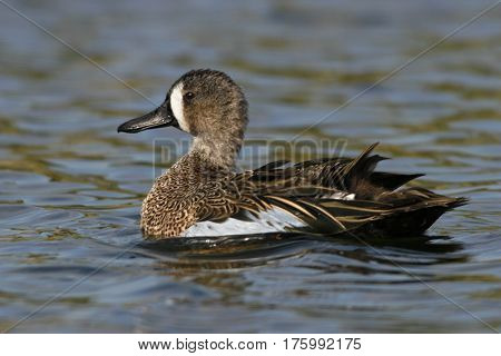 A male Blue-winged Teal, Anas discors on a lake in Florida during the winter