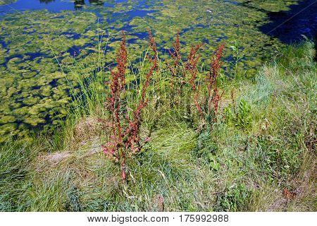Curly dock (Rumex crispus), also called curled dock and yellow dock, grows next to a small lake in Joliet, Illinois during June.