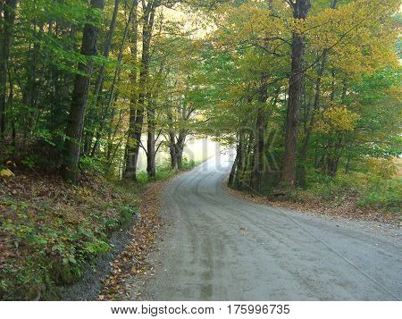 wooded country road from dark to light