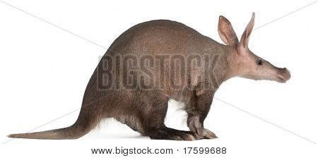Aardvark, Orycteropus, 16 years old, in front of white background