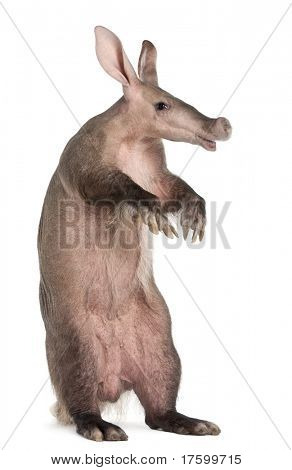 Aardvark, Orycteropus, 16 years old, standing in front of white background