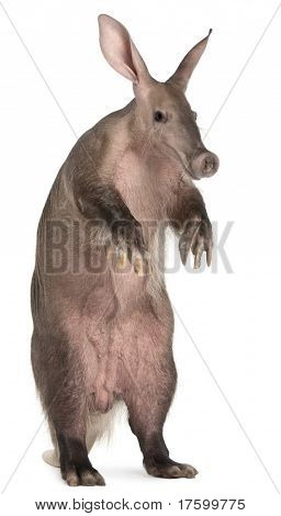 Aardvark, Orycteropus, 16 years old, standing in front of white background